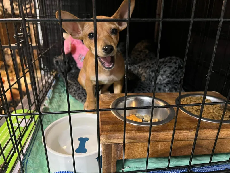 Bambi thumbnail 2