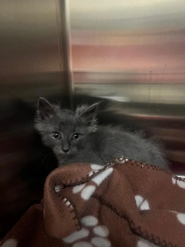 A young medium-sized male Gray / Blue / Silver Domestic Short Hair cat named Halo for adoption in Disputanta, VA