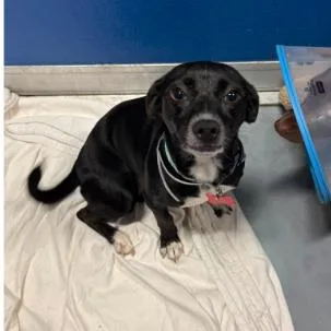 An adult small-sized female Black Chihuahua dog named Bluebell for adoption in Tacoma, WA