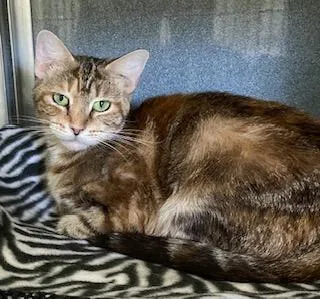 An adult small-sized female Domestic Short Hair cat named Margot for adoption in Cincinnati, OH