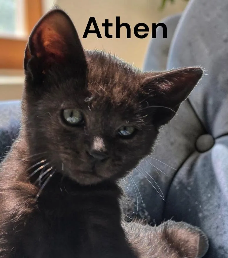 A baby medium-sized male Domestic Short Hair cat named Athen for adoption in Weems, VA