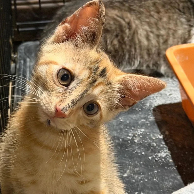 A baby small-sized female American Bobtail cat named Justin for adoption in mount vernon, AR