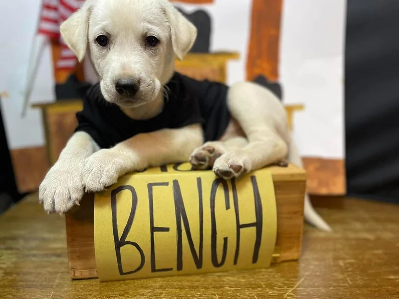 A baby medium-sized male White / Cream Labrador Retriever dog named Bench for adoption in Pottstown, PA