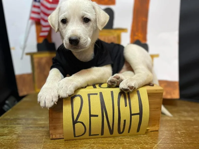 Bench thumbnail 6