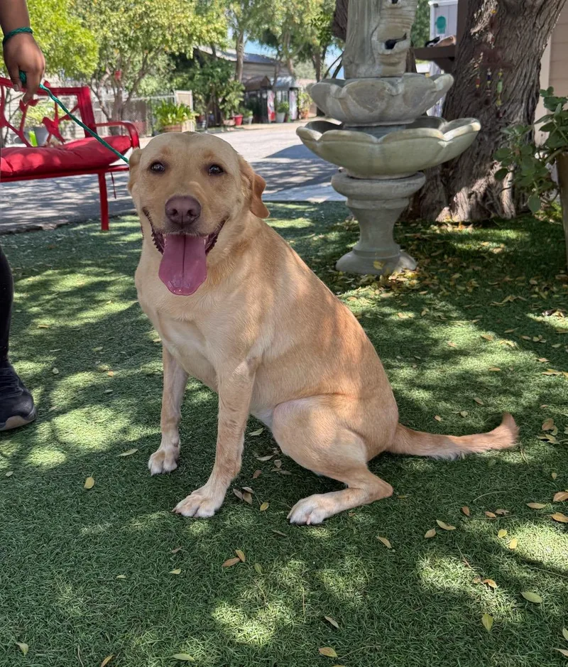 An adult medium-sized female Yellow / Tan / Blond / Fawn Labrador Retriever dog named Daisy for adoption in Temecula, CA