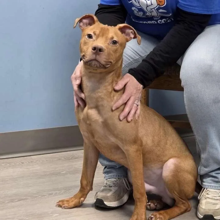 A young small-sized male Red / Chestnut / Orange Pit Bull Terrier dog named Ringo for adoption in Ulster, PA