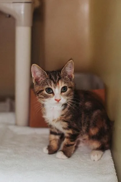 A young small-sized female Domestic Short Hair cat named B Mira for adoption in North Charleston, SC