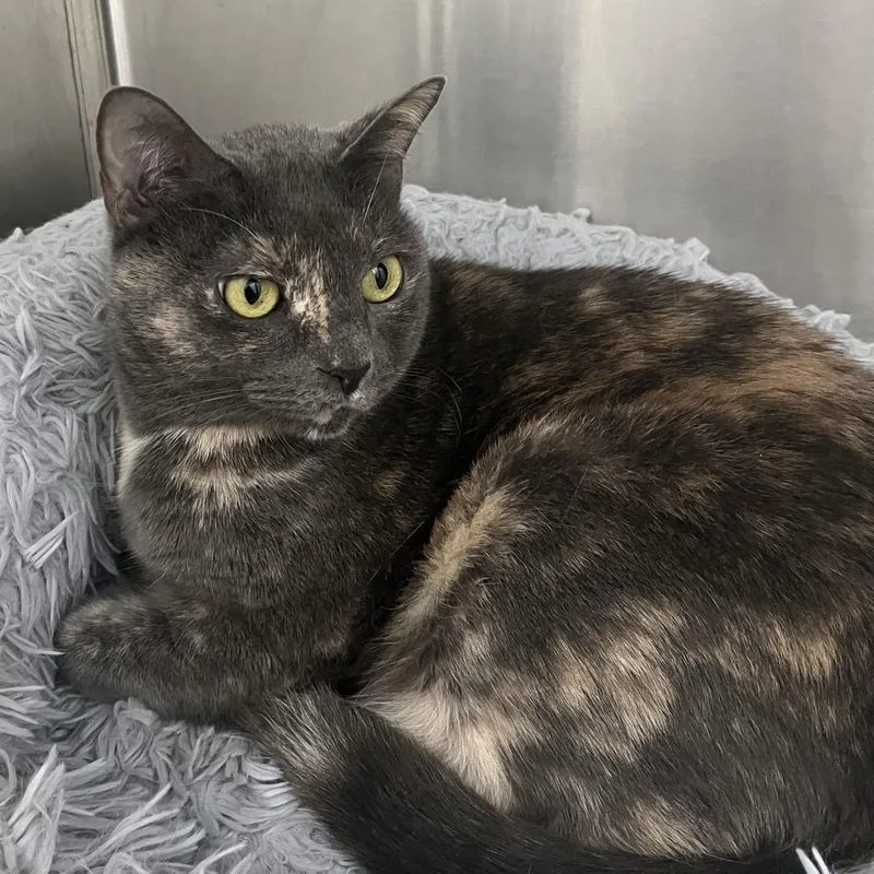 An adult large-sized male Domestic Short Hair cat named Sonny and Cher for adoption in Miami, FL