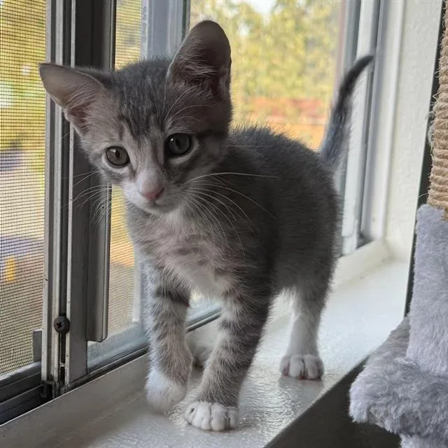 A baby small-sized male Domestic Short Hair cat named Haha for adoption in Tustin, CA