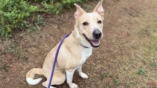 An adult medium-sized female Mixed Breed dog named Blossom for adoption in Charlotte, NC