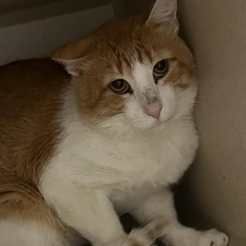 An adult large-sized male Buff / Tan / Fawn Domestic Short Hair cat named Billi Bob for adoption in Durango, CO