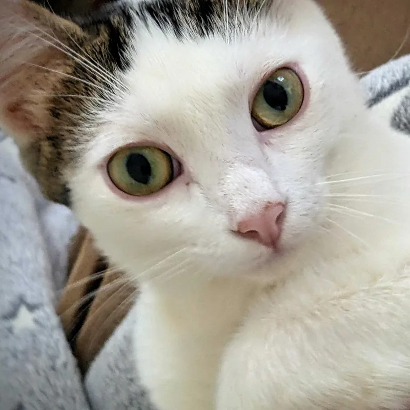 An adult small-sized male White Domestic Short Hair cat named Francis for adoption in Pacific Palisades, CA