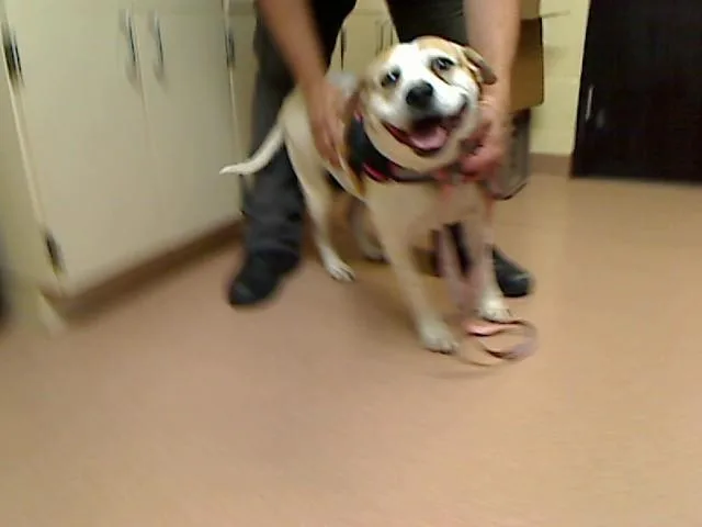 An adult large-sized female Pointer dog named Yoli for adoption in Cookeville, TN