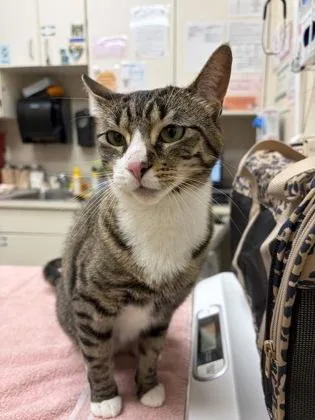 A young medium-sized female Domestic Short Hair cat named Fauna for adoption in Westland, MI