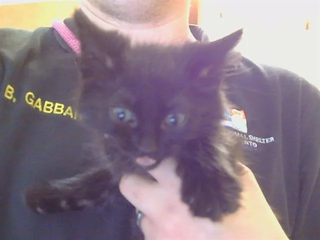 A baby small-sized female Domestic Medium Hair cat named Elvira for adoption in Sacramento, CA