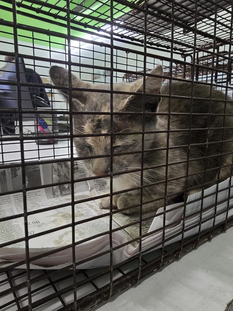 A young small-sized female Domestic Short Hair cat named Victoria for adoption in Los Angeles, CA