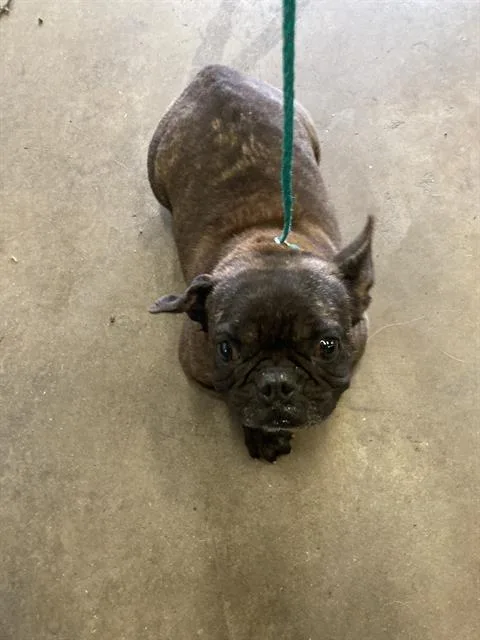 A young small-sized female Pug dog named Cherie for adoption in Dallas, TX