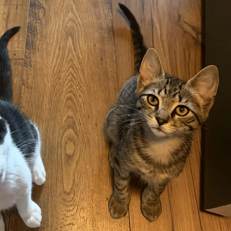A baby medium-sized male Tabby (Brown / Chocolate) Domestic Short Hair cat named Boba for adoption in Seneca, SC