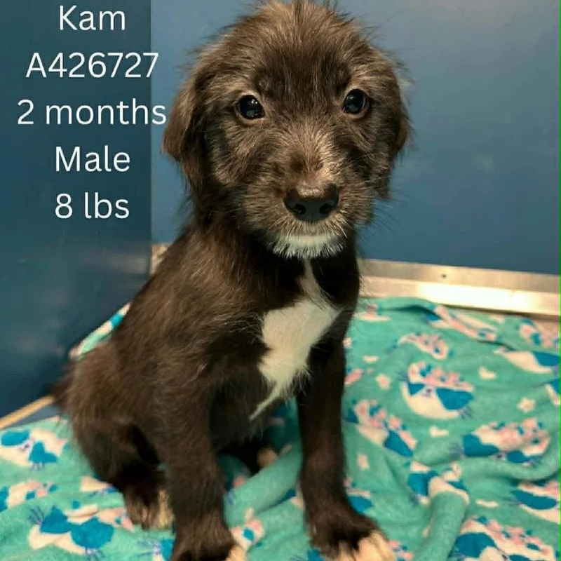 A baby small-sized male Black Mixed Breed dog named Kam for adoption in Tomah, WI