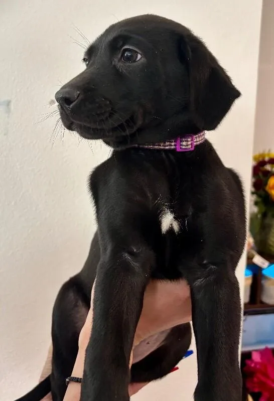 A baby large-sized female Black Labrador Retriever dog named Cruella De Vil for adoption in Van Nuys, CA