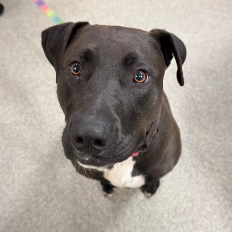 An adult large-sized female Black Mixed Breed dog named Layla for adoption in Jacksonville, FL