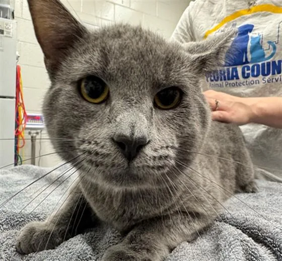 A young medium-sized male Domestic Short Hair cat named Church'S Chicken for adoption in Peoria, IL