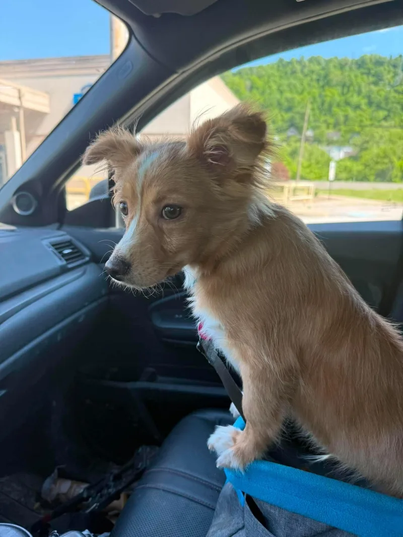 A baby small-sized male Golden Chihuahua dog named Randy for adoption in St. Clairsville, OH