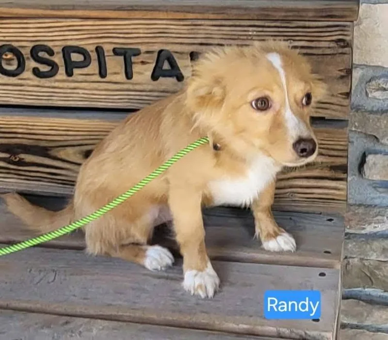 Randy thumbnail 2
