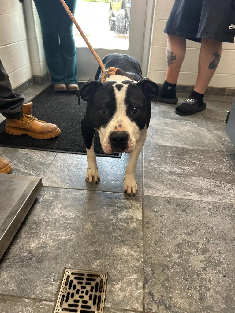 A young large-sized female Mixed Breed dog named Girly for adoption in Oxford, NC