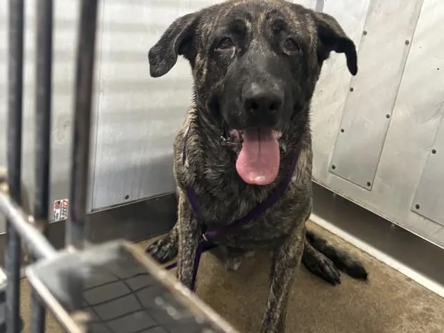 A young extra large-sized male Mastiff dog named Buster for adoption in San Bernardino, CA