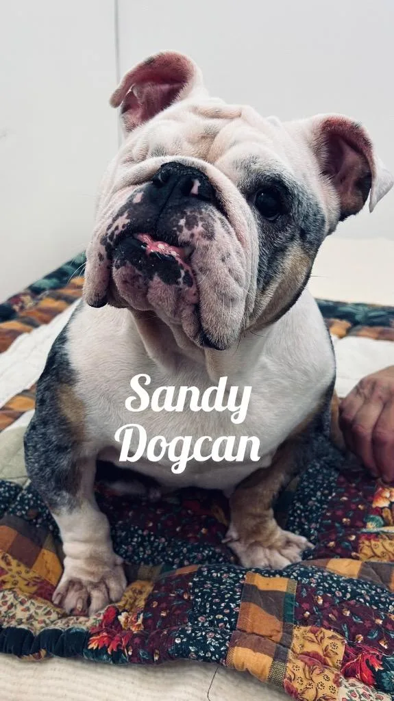 A young medium-sized female English Bulldog dog named Sandy Dogcan for adoption in Jacksonville, IL