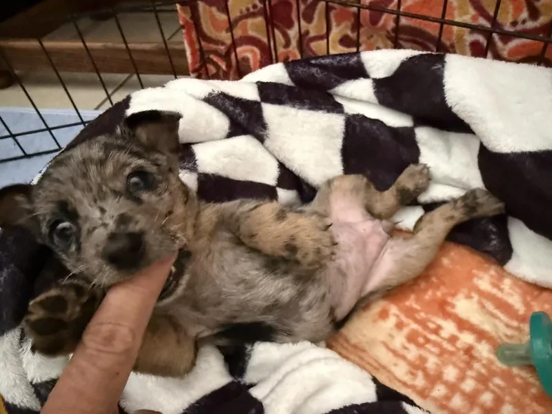 A baby small-sized female Chihuahua dog named Lettie for adoption in Lakeland, FL
