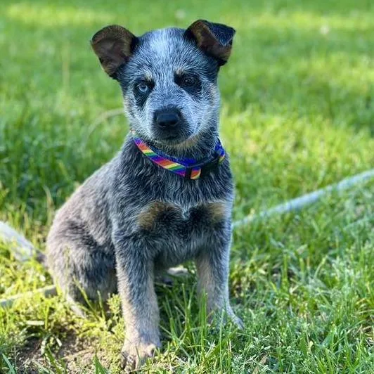 A baby small-sized male Black Mixed Breed dog named Turner for adoption in West Olive, MI