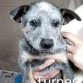 Turner thumbnail 2