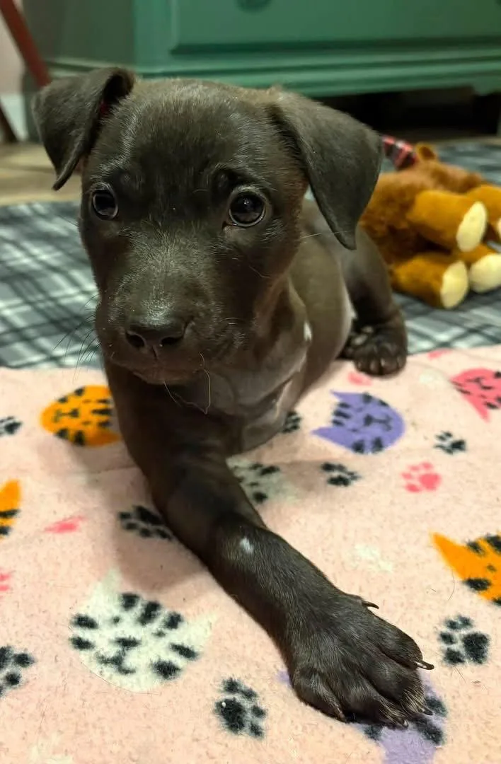 A baby small-sized female Mixed Breed dog named Treya for adoption in Bay City, MI