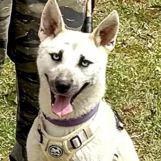 A baby medium-sized female White / Cream Jindo dog named Azure Artist for adoption in Andover, MA