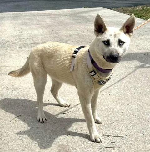 Azure Artist thumbnail 5