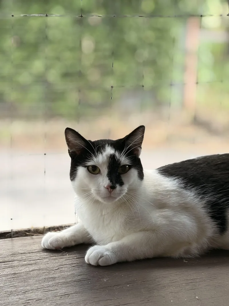 Derek Zoolandpurr thumbnail 5