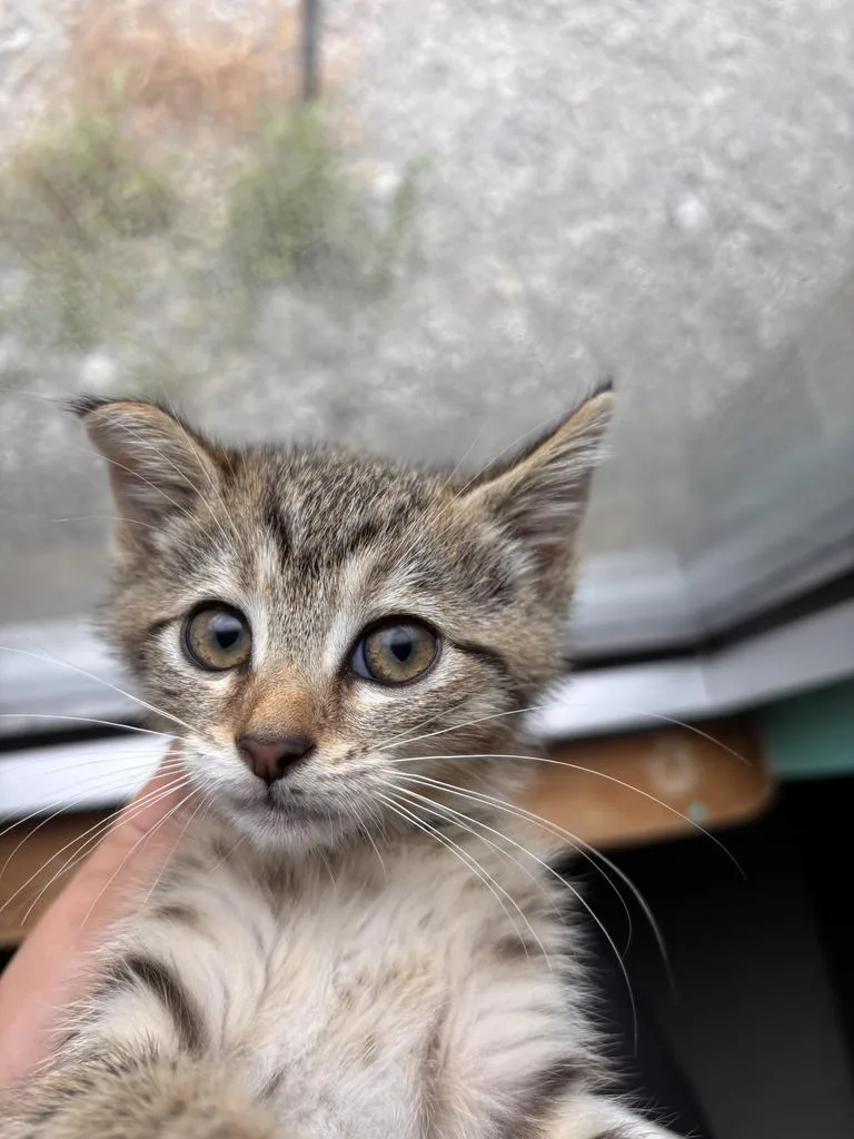 A baby medium-sized female Domestic Short Hair cat named Sushi for adoption in Morgantown, KY