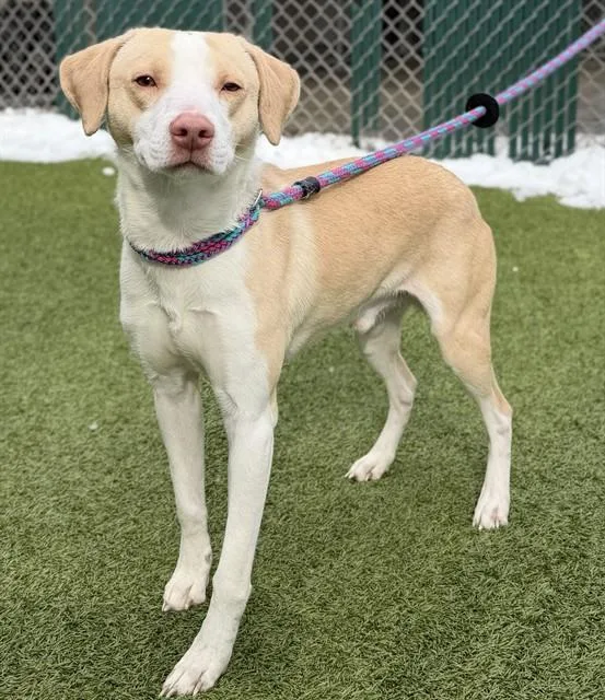 A young small-sized male Pointer dog named Limoncello for adoption in Olivette, MO