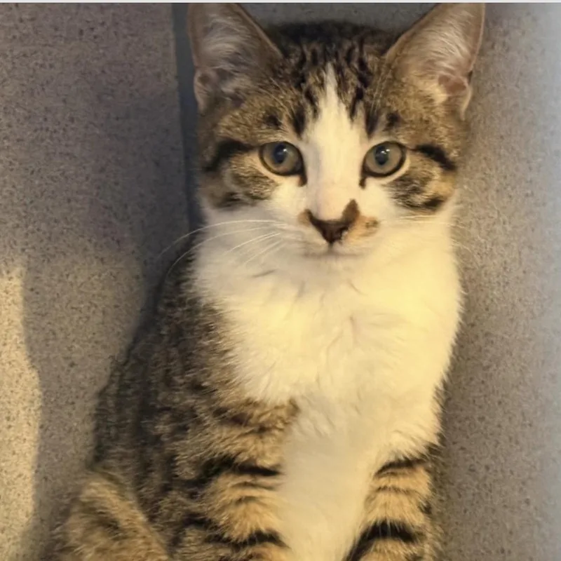 A baby medium-sized male Tabby (Buff / Tan / Fawn) Domestic Short Hair cat named Clark Kent for adoption in Palatine, IL