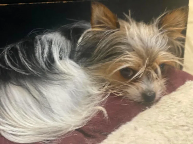 An adult small-sized female Chihuahua dog named ChiChi Mommasita for adoption in Lewistown, PA