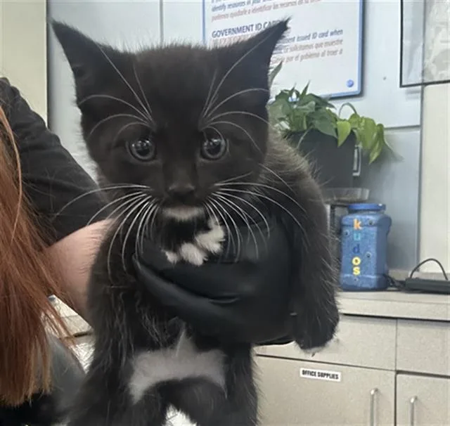 A baby medium-sized female Domestic Short Hair cat named Nubbs for adoption in Dallas, TX