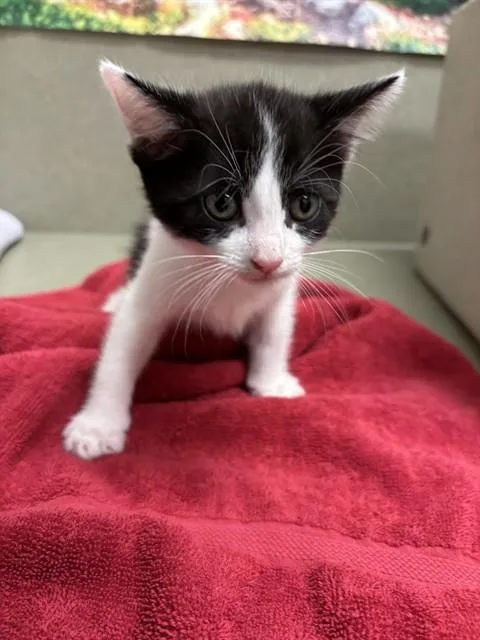 A baby small-sized female Domestic Short Hair cat named A for adoption in Moreno Valley, CA