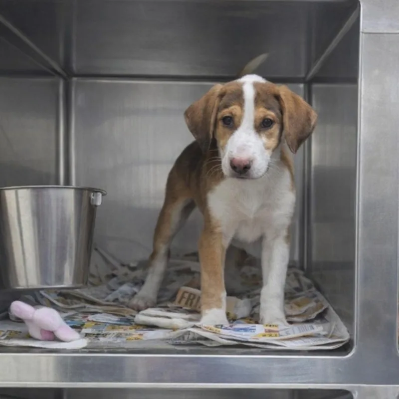 A baby medium-sized male White / Cream Labrador Retriever dog named Cowboy for adoption in Chantilly, VA