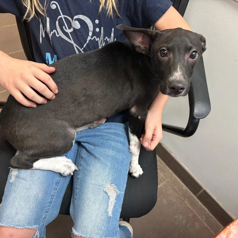 A young medium-sized male Black Mixed Breed dog named StrayMaconRoad for adoption in Columbus, GA