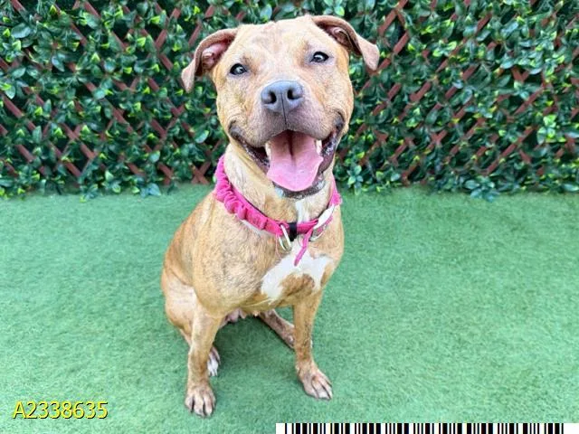 A young large-sized female Mixed Breed dog named Queenie for adoption in West Palm Beach, FL