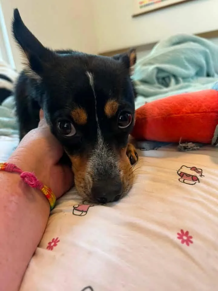 Molly thumbnail 5