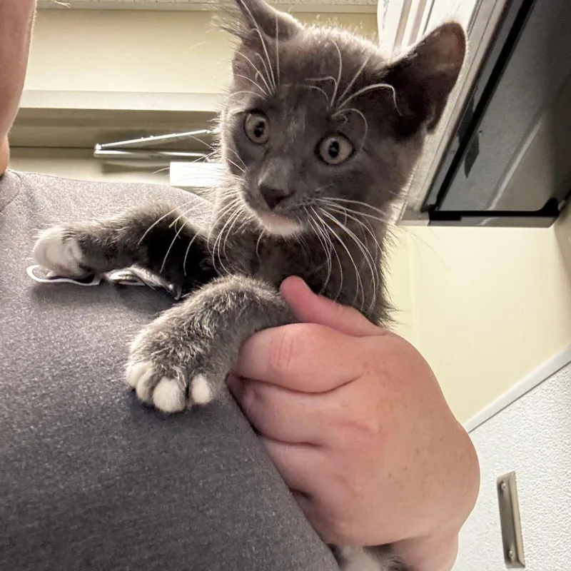 A baby small-sized male Domestic Short Hair cat named Gary for adoption in Tulsa, OK