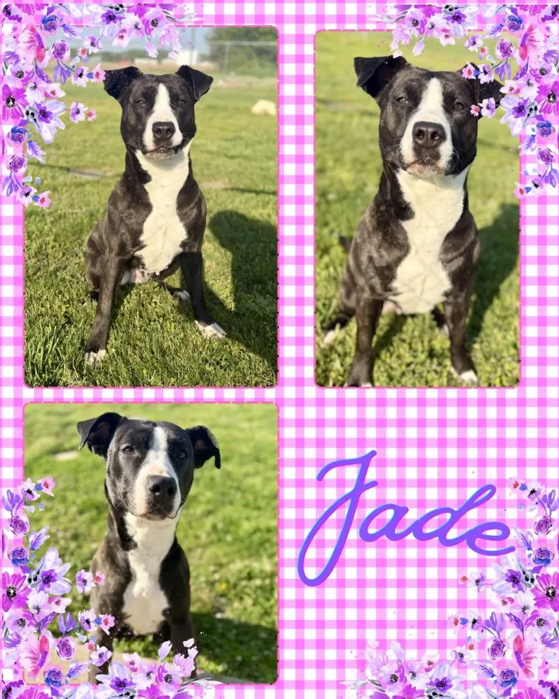 An adult large-sized female Pit Bull Terrier dog named Jade for adoption in Hopkinsville, KY
